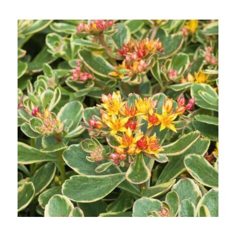 Sedum kamtschaticum variegatum – Lot de 3 godets – Plante vivace florifère rose et jaune – Couvre-sol résistant – Fabre Graines