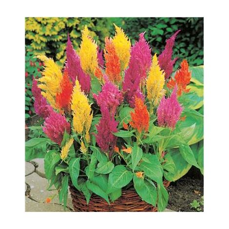 Celosia century a panache – Graines de fleurs colorées – Semis en mars-avril – Floraison de juin à octobre – Hauteur 50-60 cm – Fabre Graines