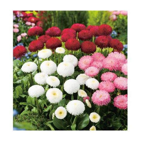 Graines d'aster - Producteur de semences