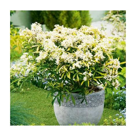 Oranger du Mexique en godet – Arbuste parfumé Choisya ternata – Floraison abondante – Pour jardins ensoleillés et sols drainants – Fabre Graines