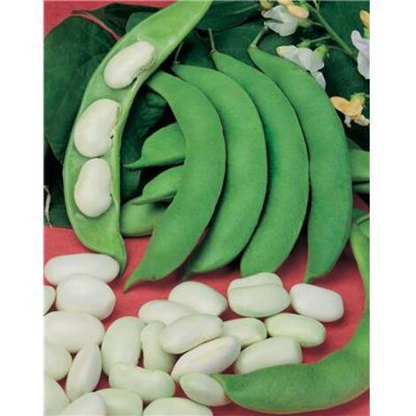 HARICOT RAMES D ESPAGNE BLANC - Graines - 150 G