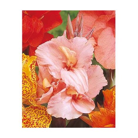 CANNA ROSE - 1 BULBE - Fleurs ravissantes
