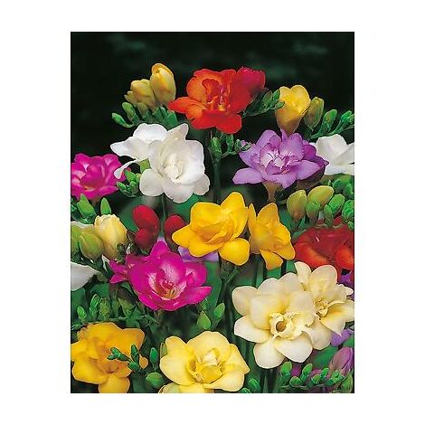 Freesias en mélange – Lot de 20 bulbes – Floraison mai à juillet – Calibre 5/6 pour bouquets parfumés – Fabre Graines