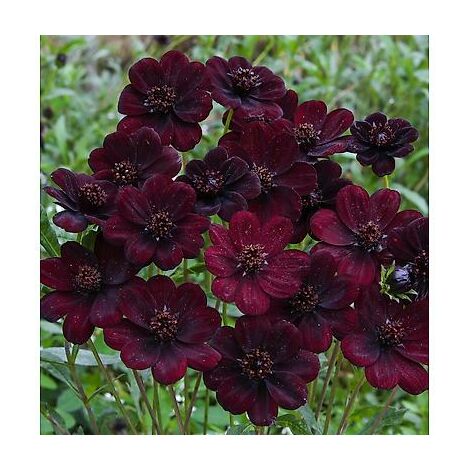 COSMOS CHOCOLAT - 1 BULBE - Incroyable parfum