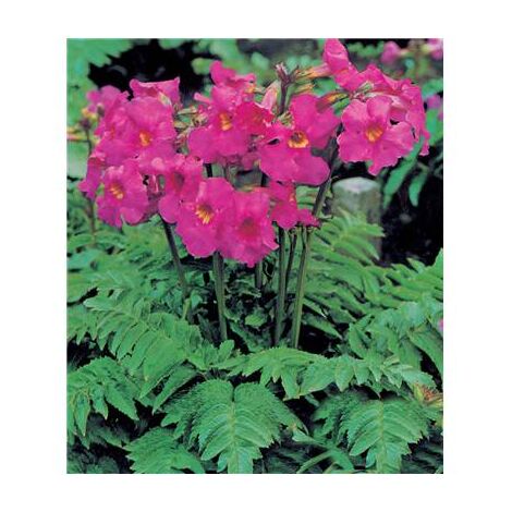 INCARVILLEA DELAVAYI - BULBES