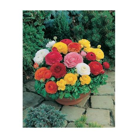 RENONCULES FLEURS DE ROSES - 20 BULBES - BULBES