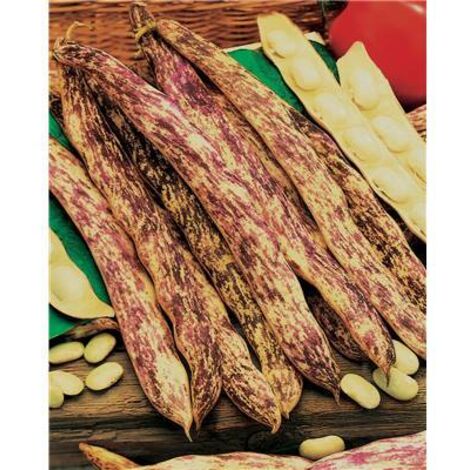 Flageolet coco Paimpolais Pactol – Graines de potager 150 g – Exposition ensoleillée – Semis de mars à mai – Récolte de juillet à septembre – Fabre Graines