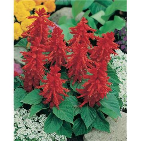 SAUGE SPLENDENS PETIT TANGO - 0.5 G - Plantes vivaces