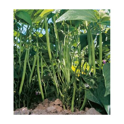 Haricot nain Pongo – Graines de potager 150 g – Variété productive et résistante – Gousses fines vertes pour récolte précoce – Fabre Graines