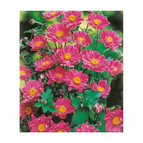 ANEMONE JAPONICA PAMINA - PLANTE VIVACE - 3 GODETS