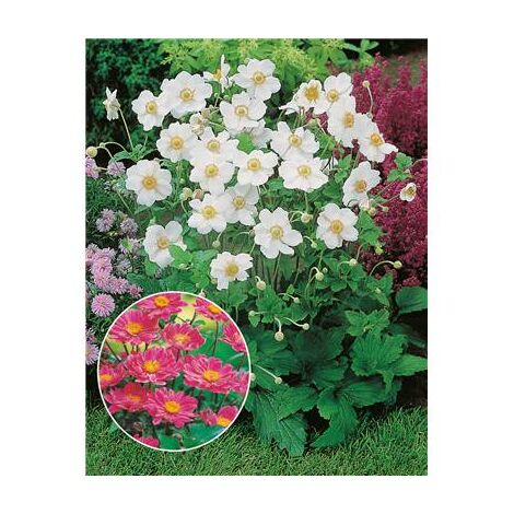 OFFRE ANEMONES JAPONICA - PLANTE VIVACE - 6 GODETS
