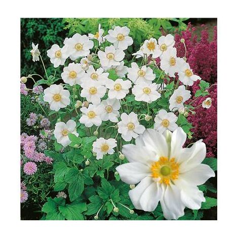 Anémone japonica Honorine Jobert – Plante vivace rustique avec grandes fleurs blanches – Lot de 3 godets pour massifs colorés – Fabre Graines