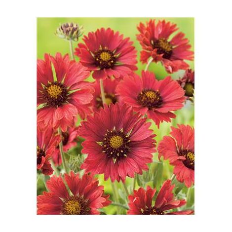 GAILLARDE BOURGOGNE - PLANTE VIVACE - 3 GODETS