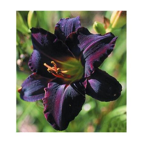 HEMEROCALLE BLACK EMMANUELLE - PLANTE VIVACE