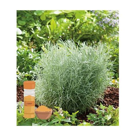 Plante curry vivace en pot 0,75 L – Parfum de curry pour agrémenter vos plats – Plante fleurie d'intérieur – Fabre Graines