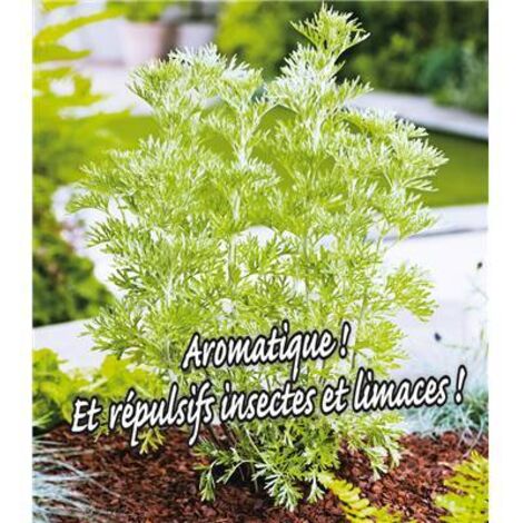 ABSINTHE - Plantes vivaces - LE GODET