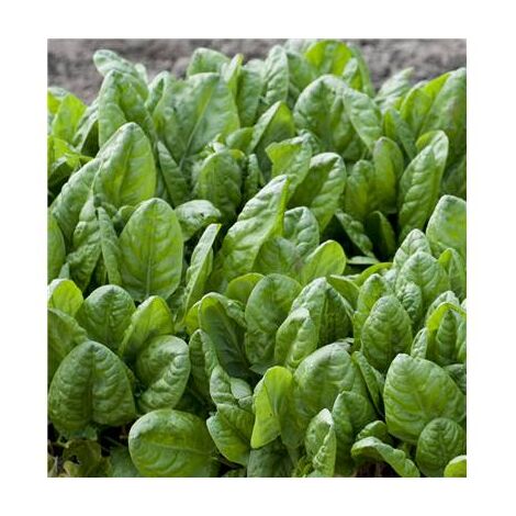 OSEILLE - LOT DE 2 GODETS - HERBES AROMATIQUES