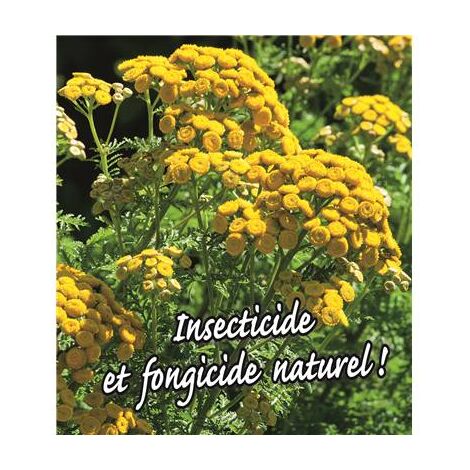 TANAISIE - LE GODET - PLANTE VIVACE