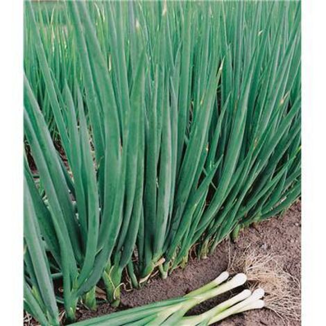 Cive de St Jacques – Plants de légumes en godet – Période de semis : printemps – Saveur prononcée d'oignon pour cuisine – Fabre Graines