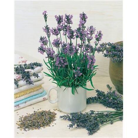 LAVANDE - Herbes aromatiques - LOT DE 2 GODETS