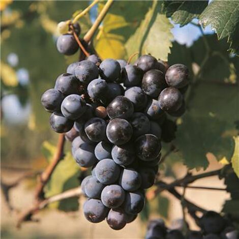 VIGNE MUSCAT BLEU - POT 1.5 LITRE - Petits fruits