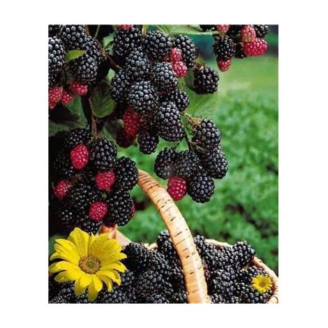 Mûre triple crown 2 pieds – Gros fruits noirs parfumés – Très productive – Résistance au gel – Pour tous terrains – Fabre Graines