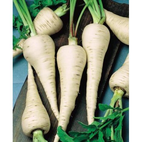 PANAIS DEMI LONG DE GUERNESEY - 5 G - GRAINES DE LEGUMES