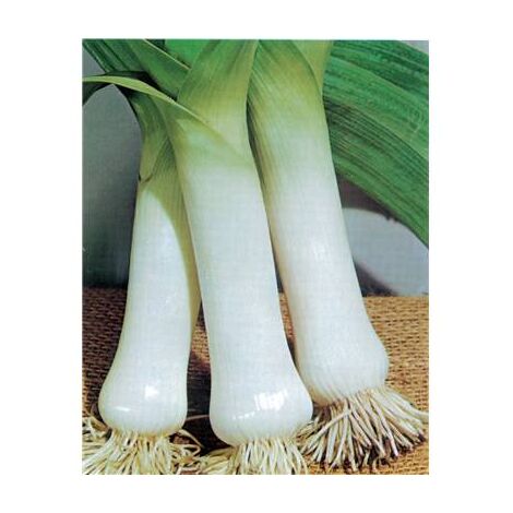 POIREAU MALABARE - 3 G - Graines de légumes