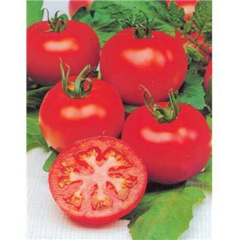 TOMATE MERVEILLE DES MARCHES - 1 G - GRAINES DE LEGUMES