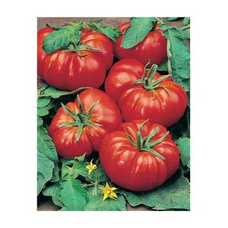 TOMATE MARMANDE VR - 0.5 G - GRAINES DE LÉGUMES