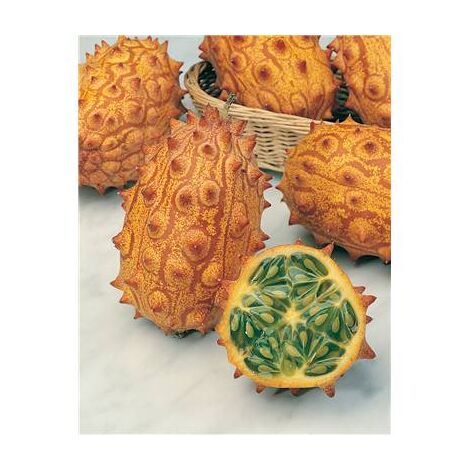 Graines de kiwano 0,5 g – Exposition ensoleillée – Semis en avril – Récolte en été – Chair parfumée pour sorbets et salades – Fabre Graines