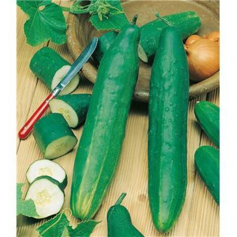 Semence : Concombre (marketmore 76) | Potager Du Québec - Foto 8
