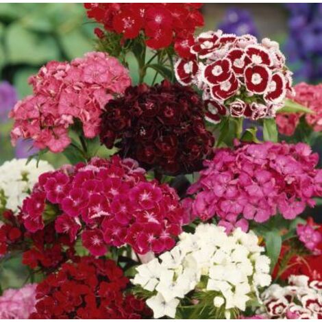 Œillet de poète – Graines bisannuelles colorées – Semis d'avril à mai – Floraison de mai à juillet – Hauteur 40 cm – Fabre Graines