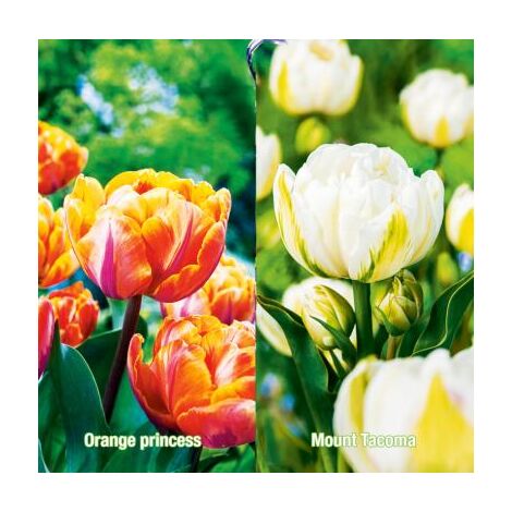 OFFRE SPECIALE - 10 BULBES TULIPES CAL 11/12 - TULIPE
