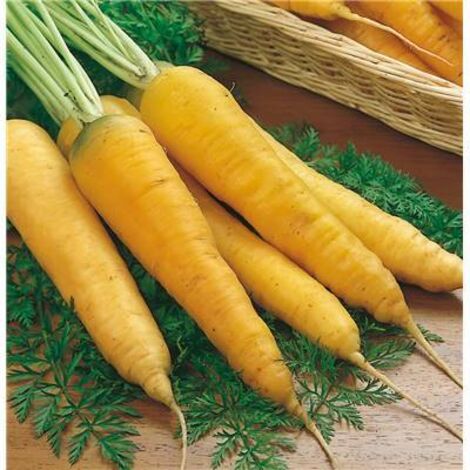 CAROTTE  JAUNE OBTUSE DU DOUB - 20 G