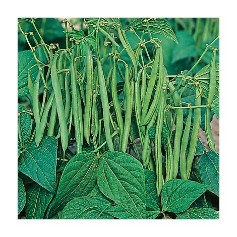 HARICOT NAIN SANSOUCY - 150 G - graines