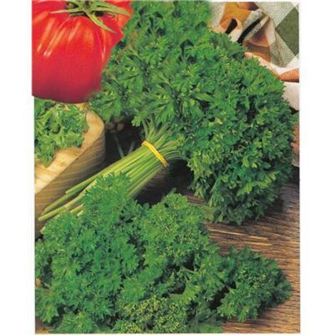 PERSIL FRISE VERT FONCE - 10 G - GRAINES DE LÉGUMES