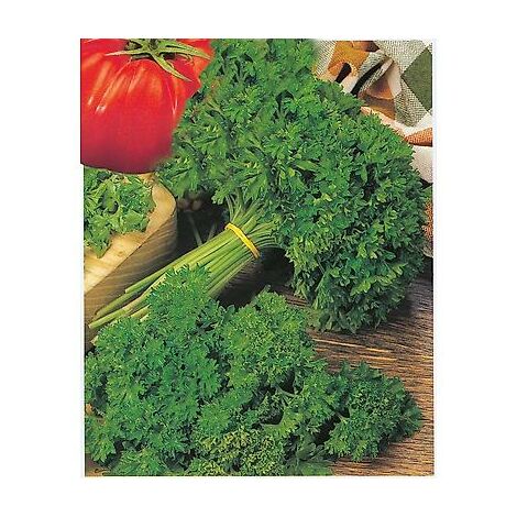 PERSIL FRISE VERT FONCE - 20 G - GRAINES DE LÉGUMES