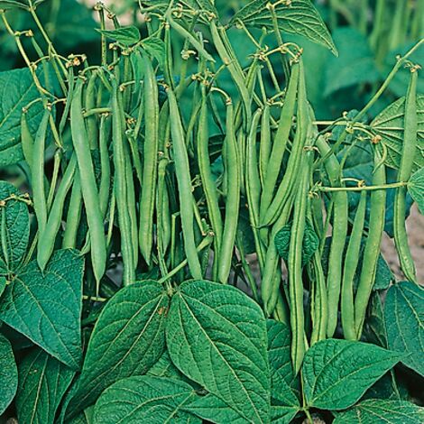 HARICOT NAIN SANSOUCY - 300 G - graines