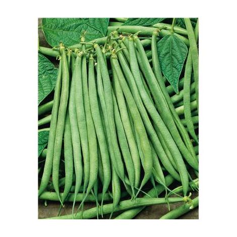 HARICOT FIN DE BAGNOLS - 150 G - GRAINES DE LÉGUMES