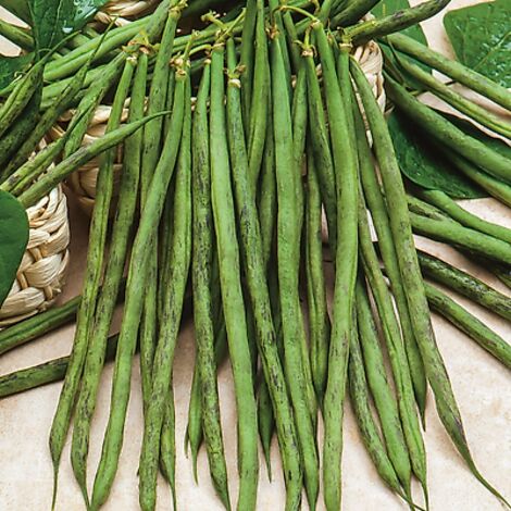 HARICOT NAIN TRIOMPHE FARCY - 750 G - FABRE GRAINES