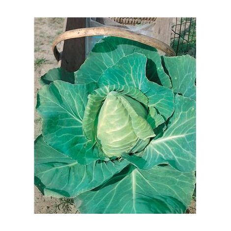 CHOU CABUS COEUR DE BOEUF DES VERTUS - 4 G
