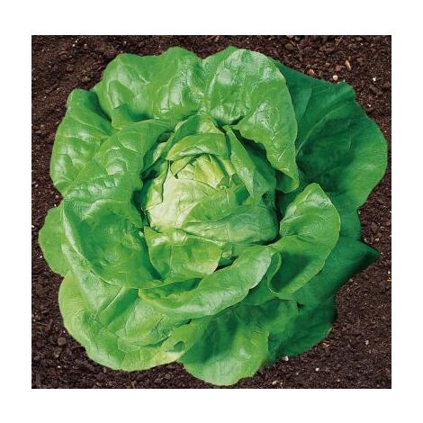 LAITUE ADELYS - 75 GRAINES - GRAINES DE LÉGUMES