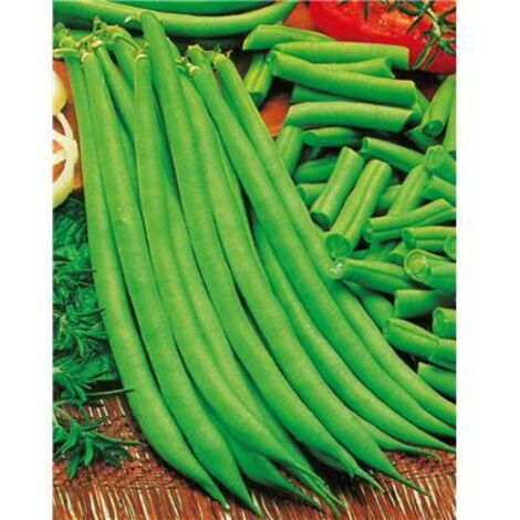 HARICOT NAIN PRIMEL - 150 G - GRAINES DE LÉGUMES