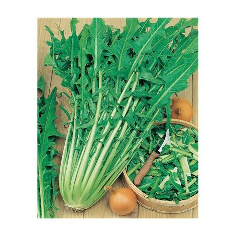 Pissenlit amélioré à cœur plein – Graines de potager – Résistant à l'oïdium – Riche en vitamines et sels minéraux – 1 g – Fabre Graines