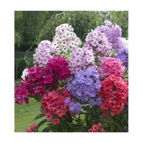 PHLOX PANICULATA PLANTE VIVACE - BLANC OEIL ROUGE