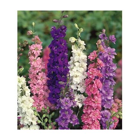 DELPHINIUM PACIFIC PLANTE VIVACE - BLANC 3 GODETS