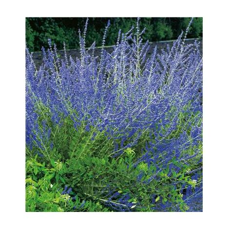 Lot de 2 godets de lavande d'Afghanistan – Couleur gris clair – Arôme délicat pour embellir votre jardin – Fabre Graines