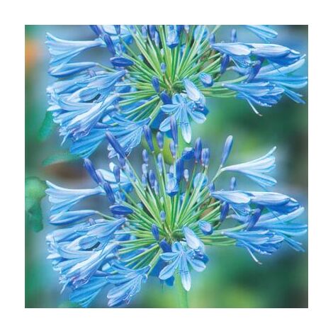 AGAPANTHE BLEU - 1 BULBE - Fortes tiges