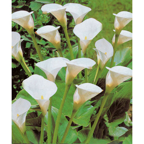 Arum Calla Le Bulbe Arums